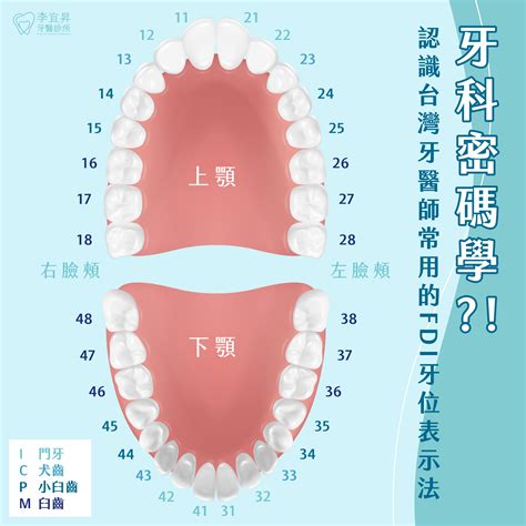 牙齒總數|人類牙齒